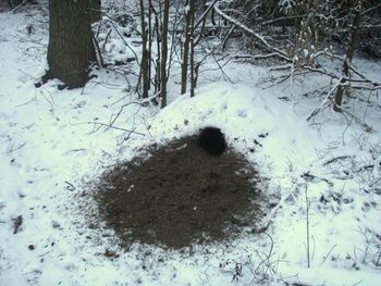 Szukał pożywienia w lesie. Nadleśnictwo pokazało zdjęcie
