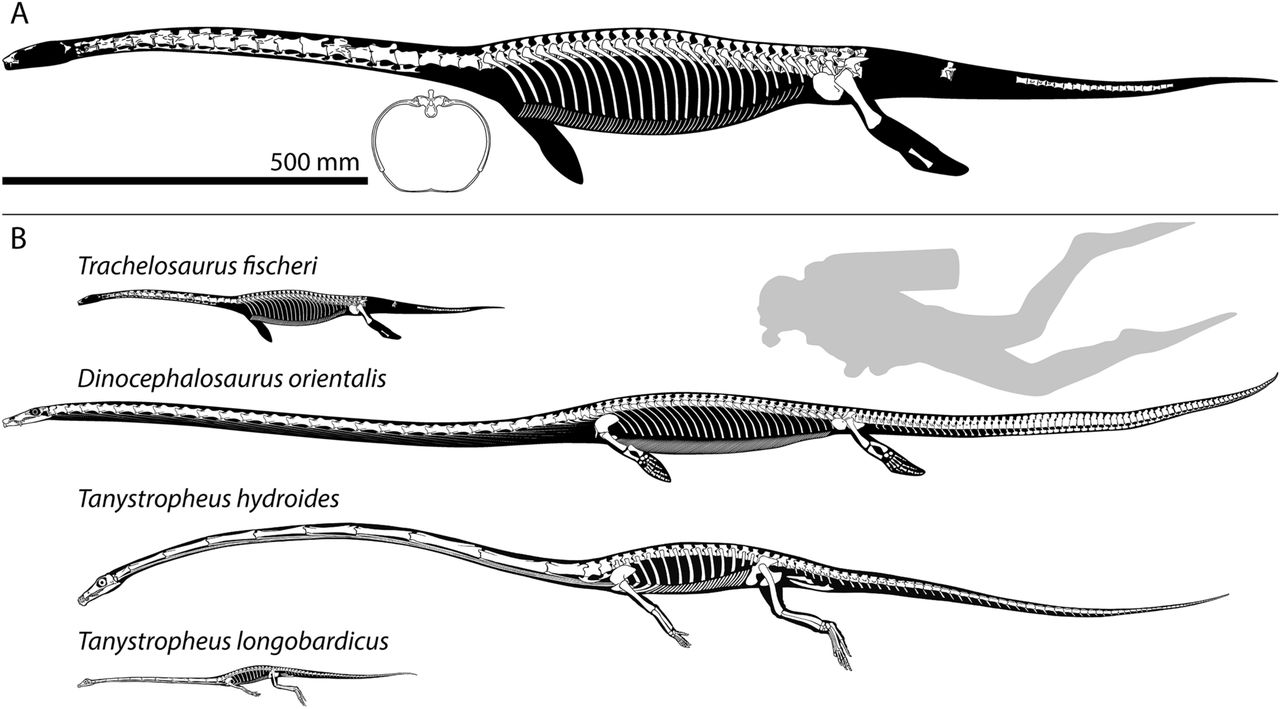 Rekonstrukcja szkieletu Trachelosaurus fischeri i porównanie z innymi długoszyimi wodnymi tanyzaurami