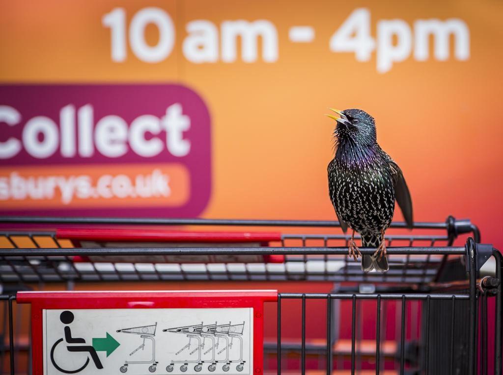 Prezentujmy Wam zwycięskie zdjęcia konkursu British Wildlife Photography Awards 2016 13