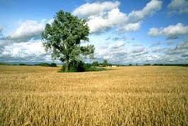 Biopaliwa a stany krytyczne i chude rosołki