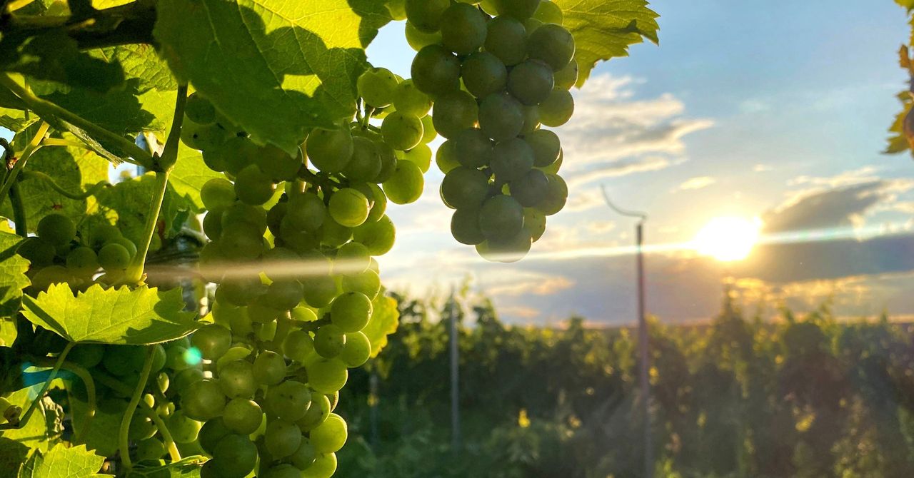 Zielona Góra: Winobranie 2025. Zaplanuj weekend jak w Toskanii
