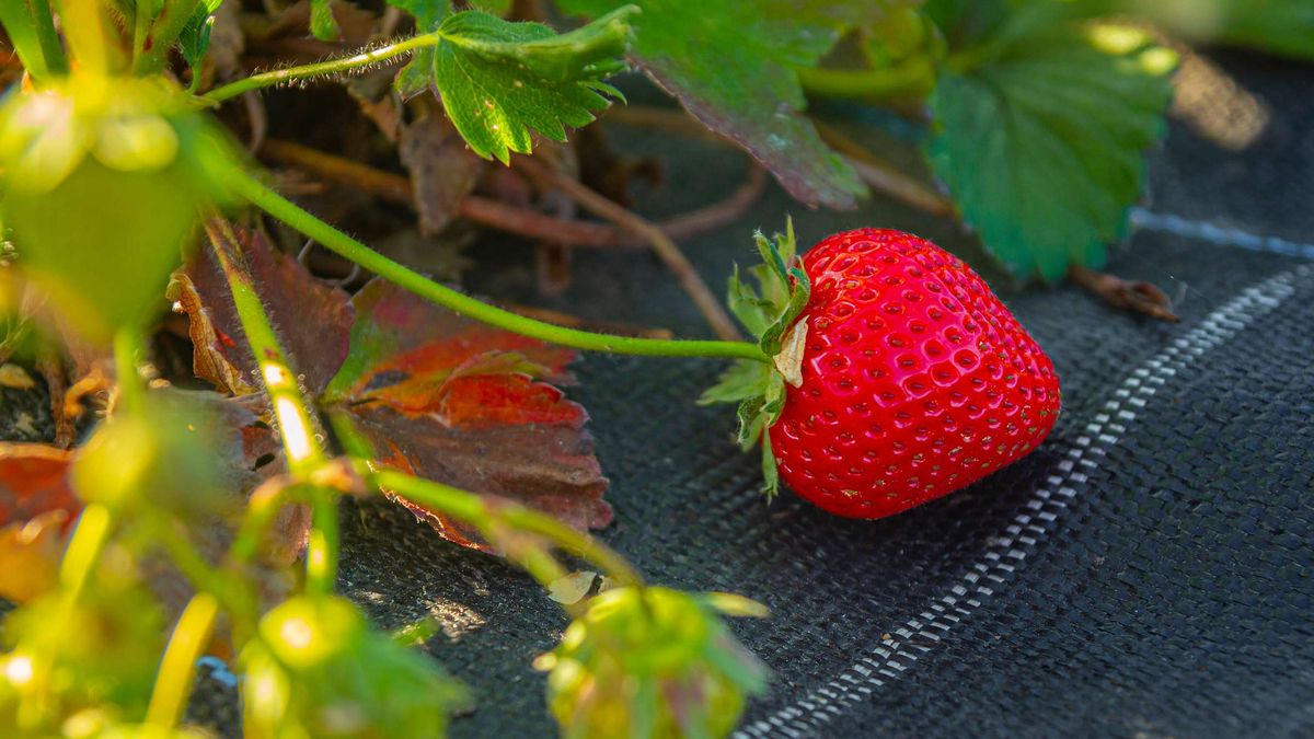 Truskawki źle rosną na ciężkiej, gliniastej glebie i potrzebują ziemi przepuszczalnej oraz próchniczej