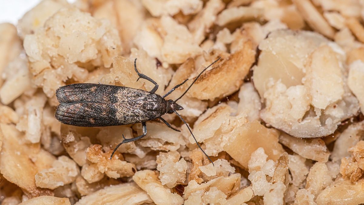 Babcine sposoby na mole.