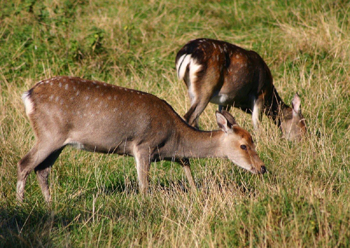 164 jeleni sika odstrzelono.