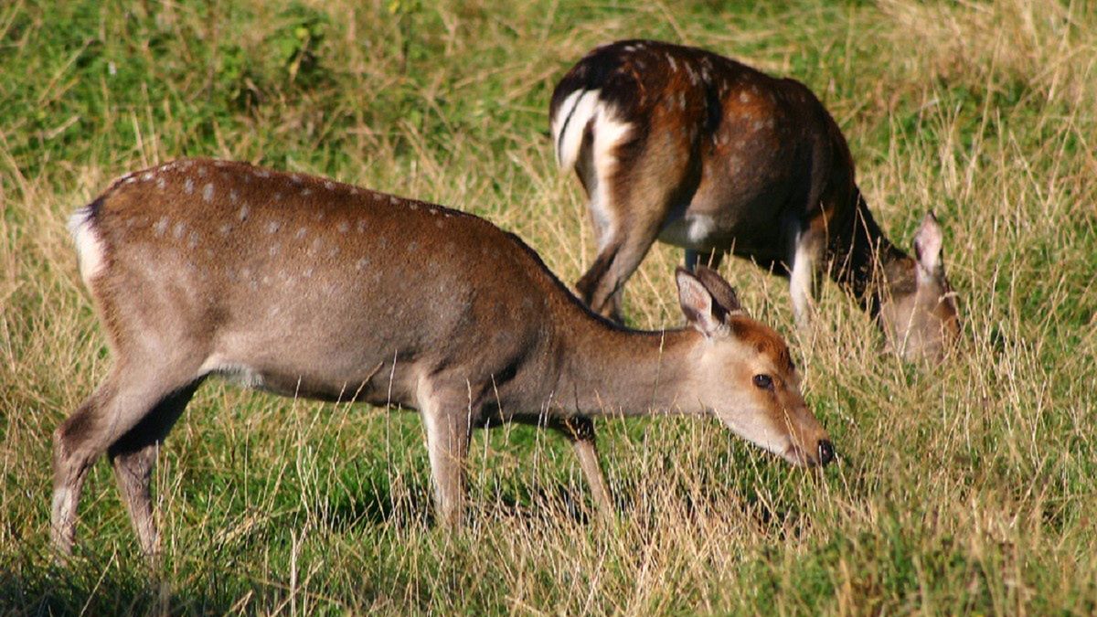 164 jeleni sika odstrzelono.