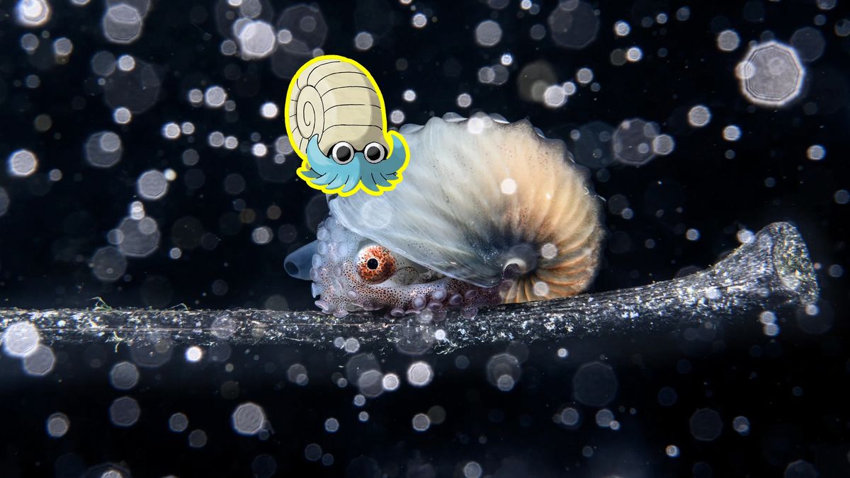 Na zwycięskim zdjęciu jest żeglarek, czyli przeurocza ośmiorniczka, na której wzorowany był jeden z pokemonów.