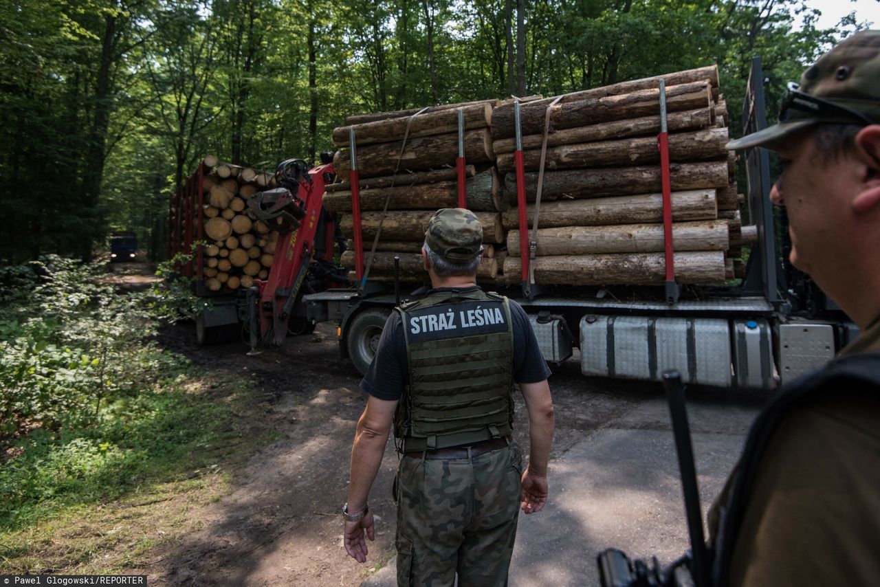 "Utrata tysięcy miejsc pracy". Branża drzewna pisze list do Donalda Tuska