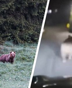 Niedźwiedź zaatakował mężczyznę w Bieszczadach. "Szarpał i gryzł"