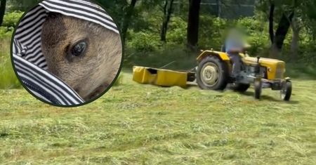 Kosili trawę. Nie wiedzieli, że jest w zaroślach. Tragedia
