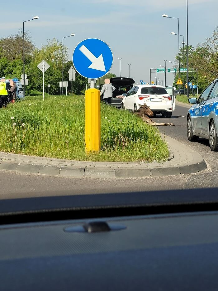 Potrącony łoś na ul. Węglarza w Lublinie
