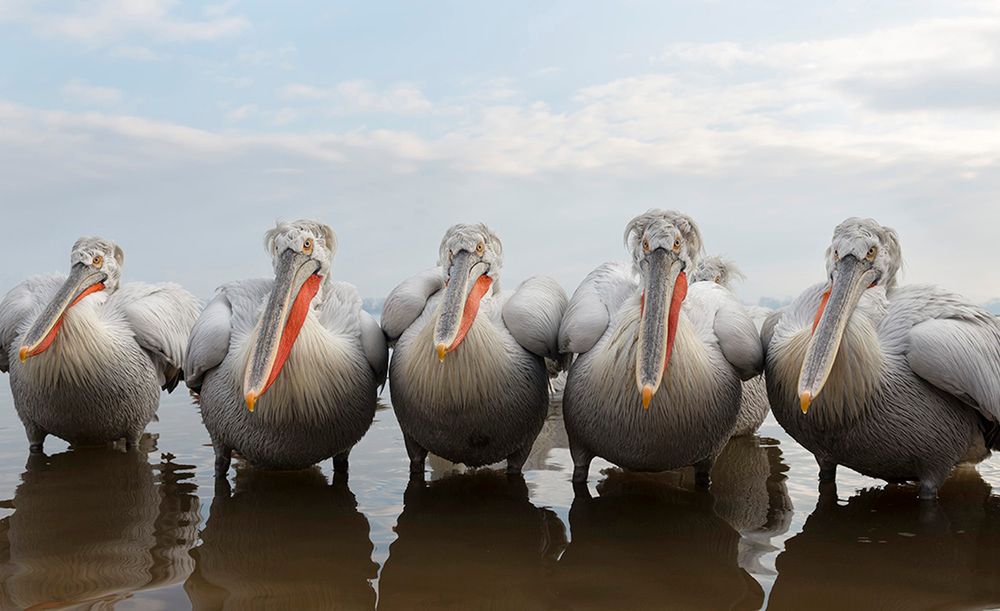 Sony World Photography Awards 2017 – pozostał już tylko miesiąc na zgłaszanie prac 8