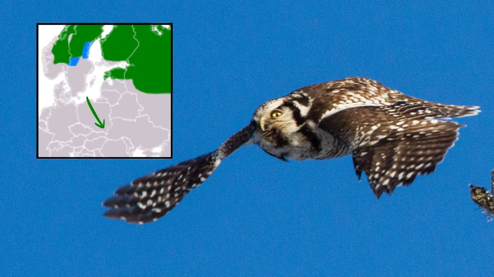 Sowa jarzębata w Polsce. To rzadkość