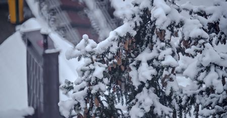 Gałęzie od sąsiada "wchodzą" na twój teren? Przepisy są jasne