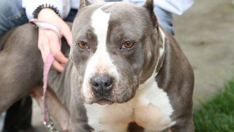 amstaff pies