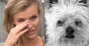 Joanna Krupa żegna ukochanego pieska: "Będziemy za tobą tęsknić"