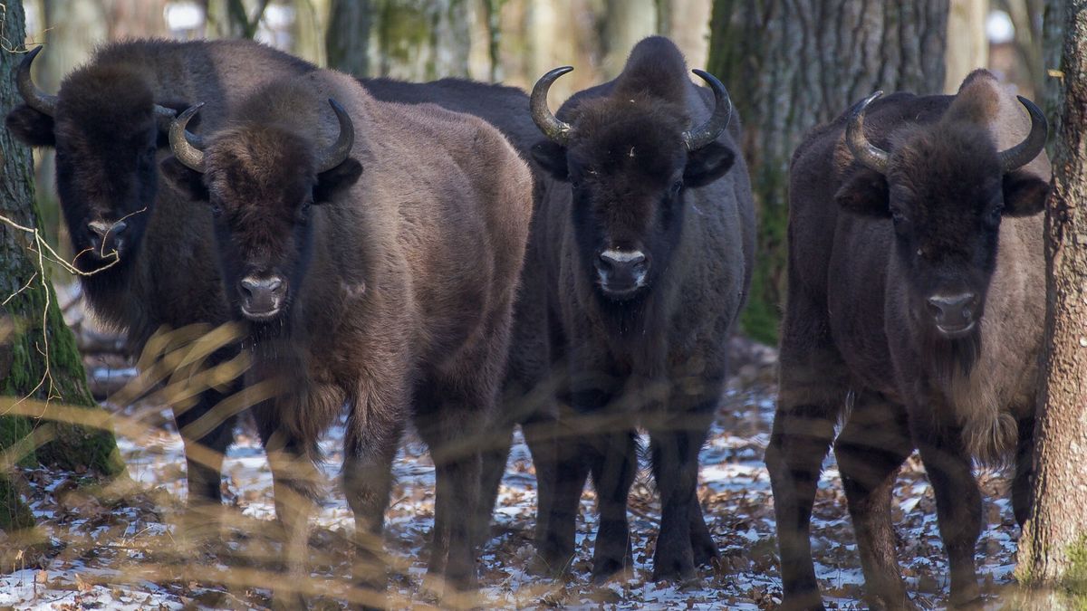 Żubry z Puszczy Białowieskiej