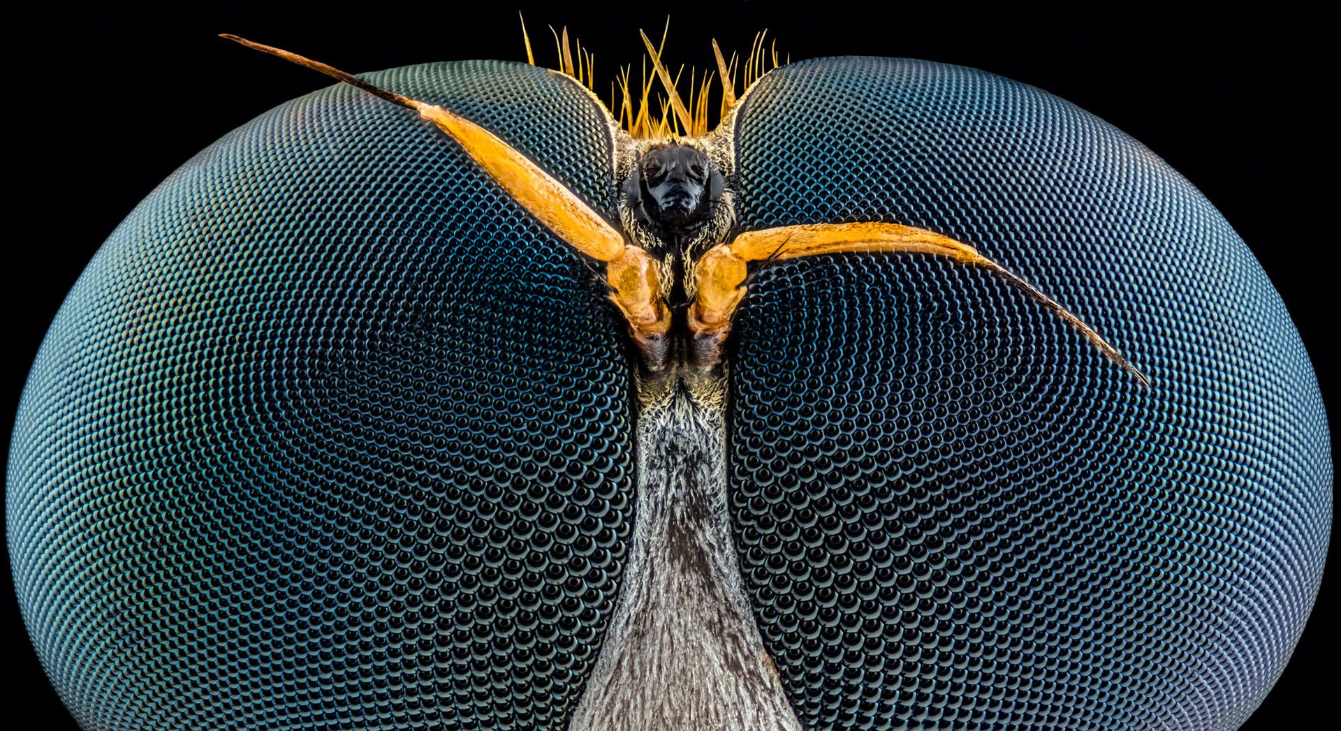 Wspaniały świat z bliska, czyli finaliści Nikon’s Small World 2016. Polacy wśród wyróżnionych 6