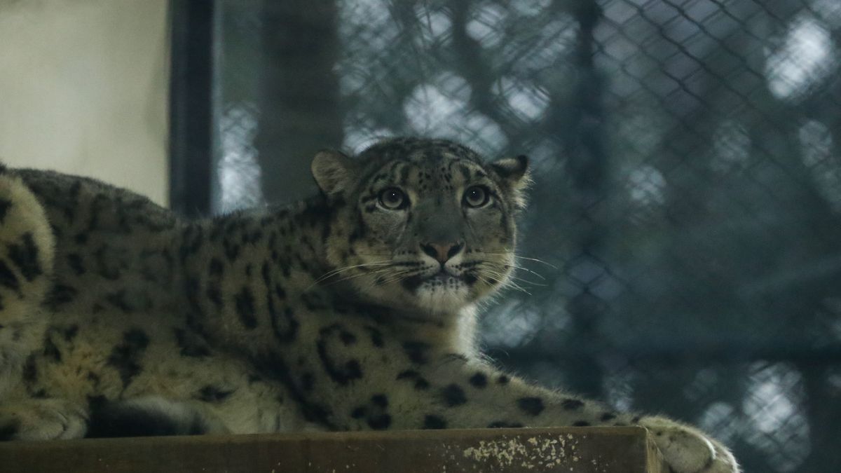 Nepal Keeps Captured Snow Leopard In Display At Central Zoo
A snow leopard from the plains of Nepal is kept in an enclosure in the Central Zoo in Lalitpur, Nepal, on October 25, 2024. (Photo by Sanjit Pariyar/NurPhoto via Getty Images)
NurPhoto
exhibit, zoological park, lalitpur, conservation, plains, captured, nepalese wildlife, habitat, wildlife, captivity, central zoo, nurphoto, sanjit pariyar, environmental protection, preservation, wildlife management., fauna, october 25