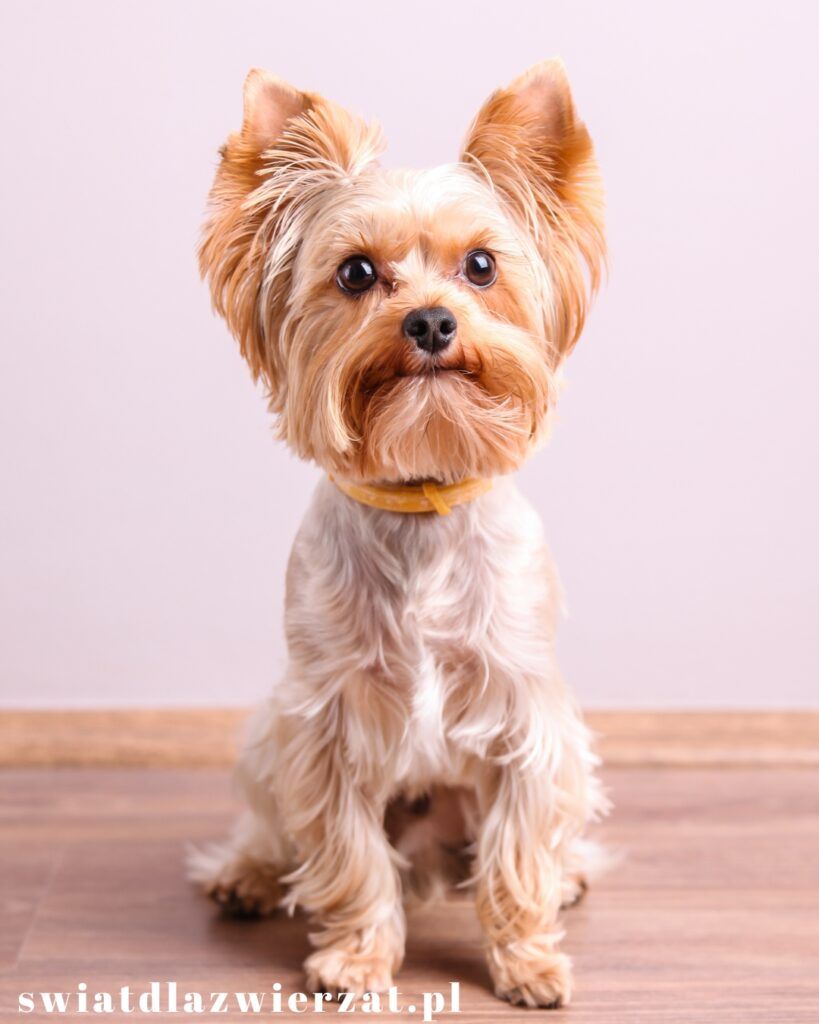 Yorkshire terrier, mała rasa psa york