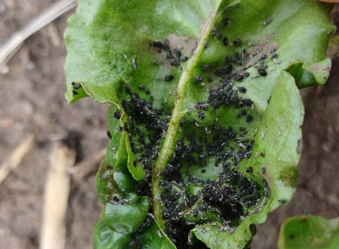 Mszyca burakowa wciąż obecna na plantacjach – konieczne lustracje i szybka reakcja
