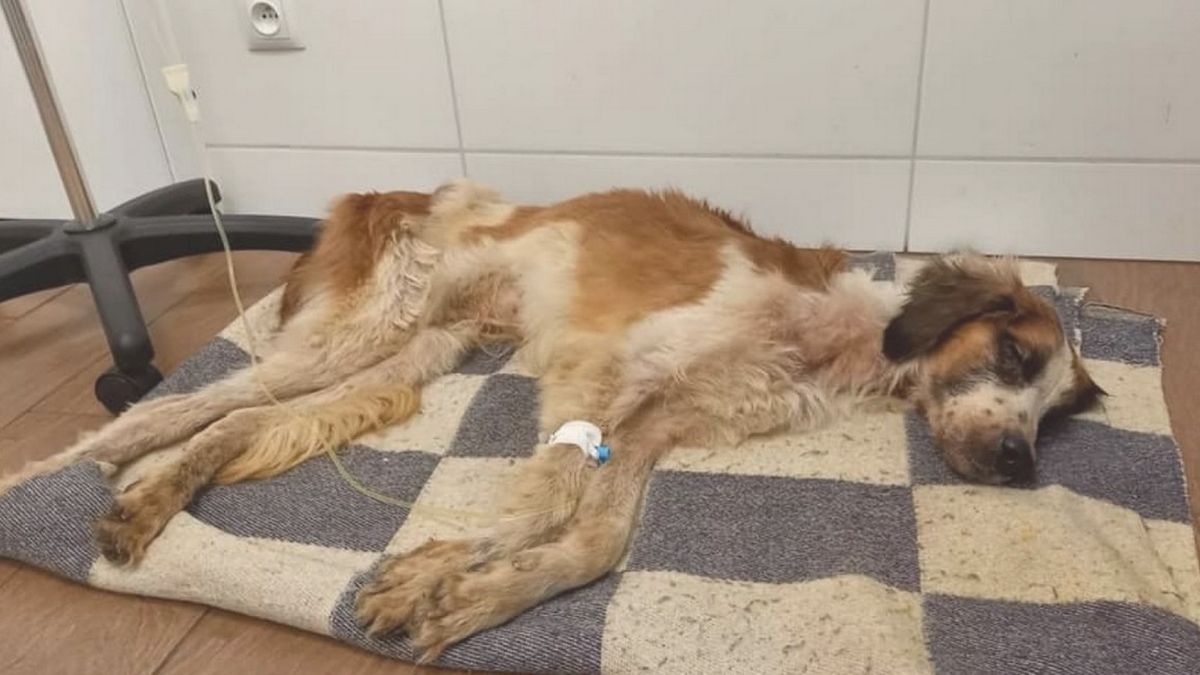 Ponad 60 psów żyło w fatalnym warunkach, w pseudohodowli na terenie woj. opolskiego.