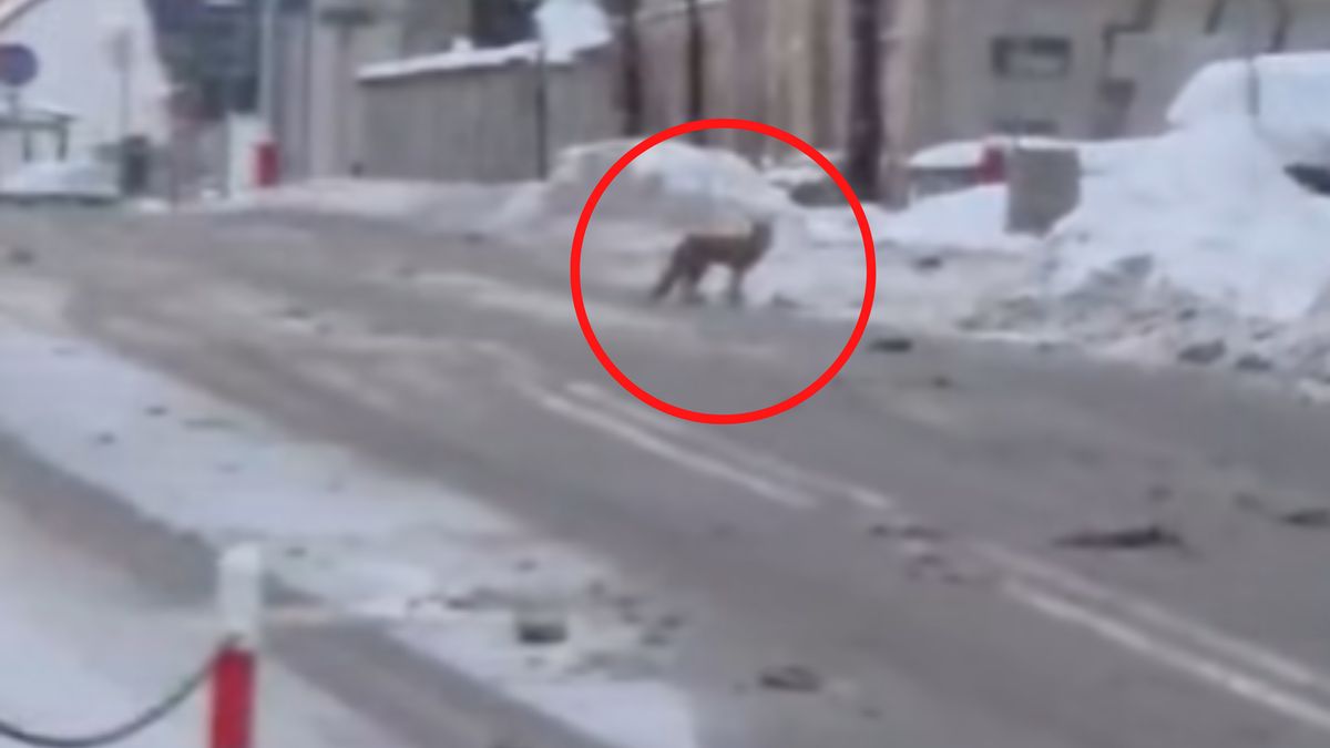 Lis na ulicach Białegostoku.