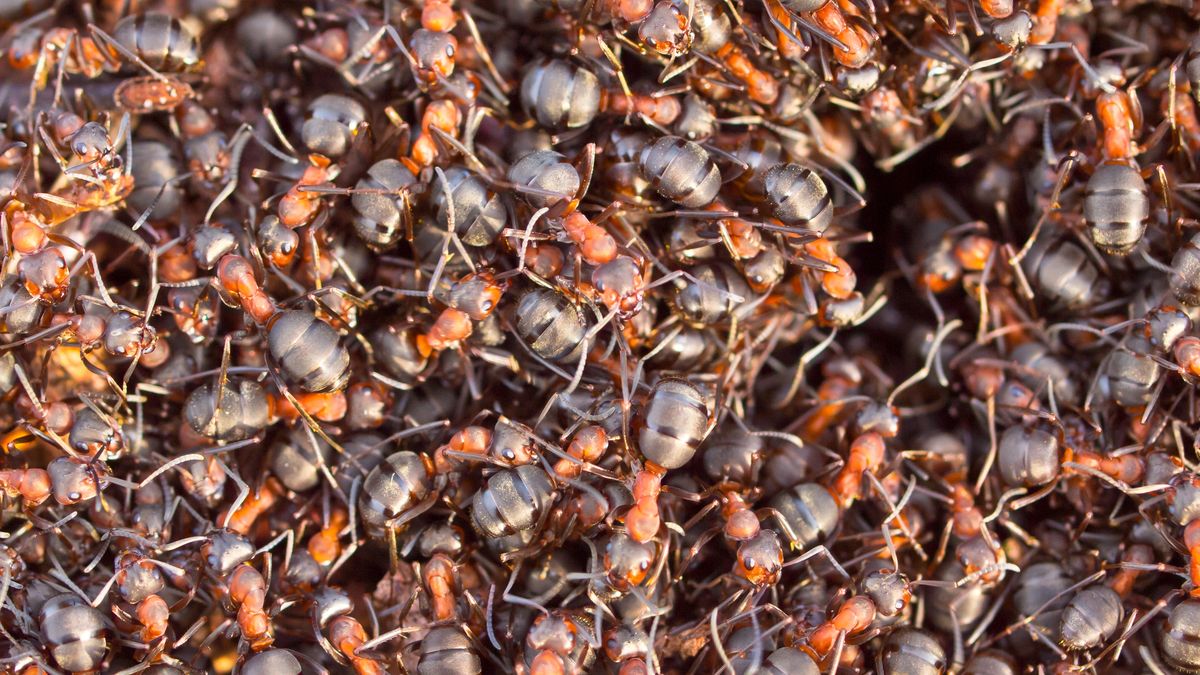 Kwas mrówkowy zapewnia ochronę przed kleszczami