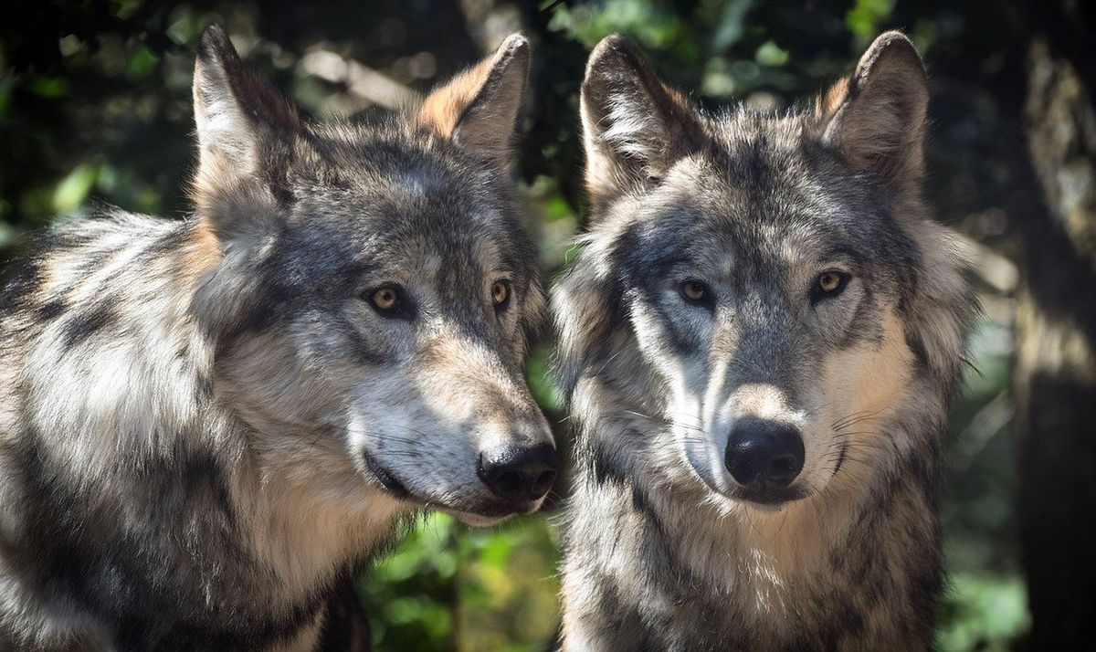 Wydano zgodę na odstrzał watahy. Wilkom pomóc chce zoo w Poznaniu