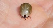 Wylęgarnia kleszczy w domu. Sprawdź, gdzie mogą składać jaja