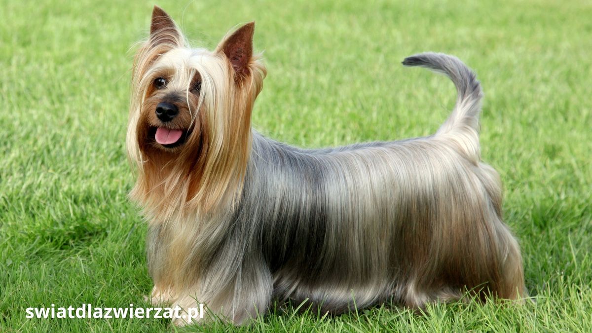 Australian Silky Terrier rasa małego psa