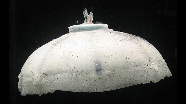 Robomeduza, której nigdy nie zabraknie energii [wideo] 1