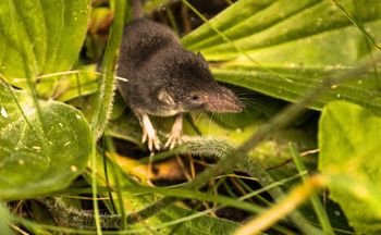 Jest jadowita i żyje w Polsce. Zostaw w spokoju, gdy będzie w ogrodzie