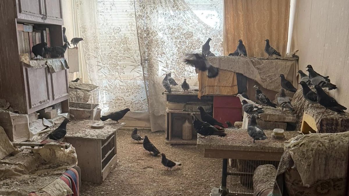 Fundacja pokazała mieszkanie, w którym trzymano gołębie