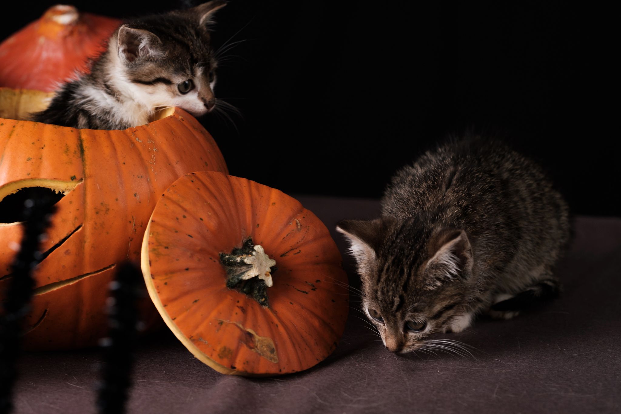 Halloween 2019: Zrobiłem sesję w schronisku, by pomóc w adopcji zwierząt 5