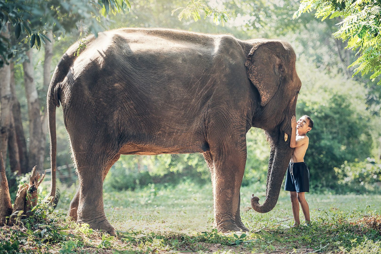 Fascynujące odkrycie. Słonie "zarażają się" ziewaniem od ludzi?