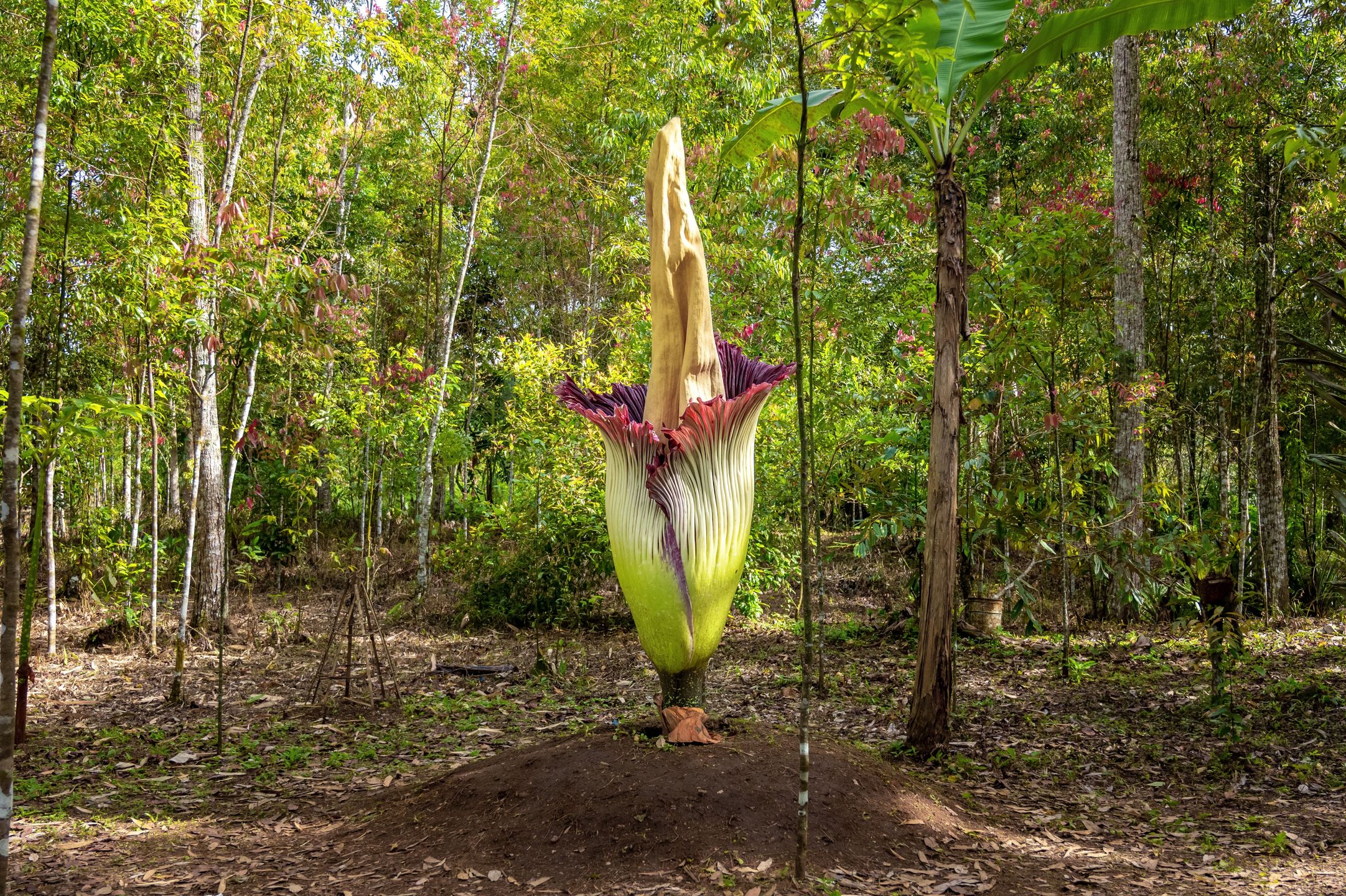 corpse flower, amorphophallus titanum, amorphophallus, titanum, flower, giant, big, rare, plant, forest, jungle, tree, unique, stinky, biology, tropical, indonesia, spring, green, blossom, grow
