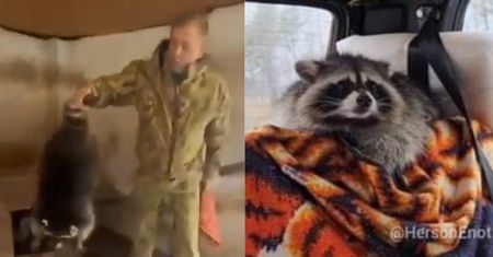Dalsze losy "Szopa z Chersonia". Zwierzę ponownie skradzione