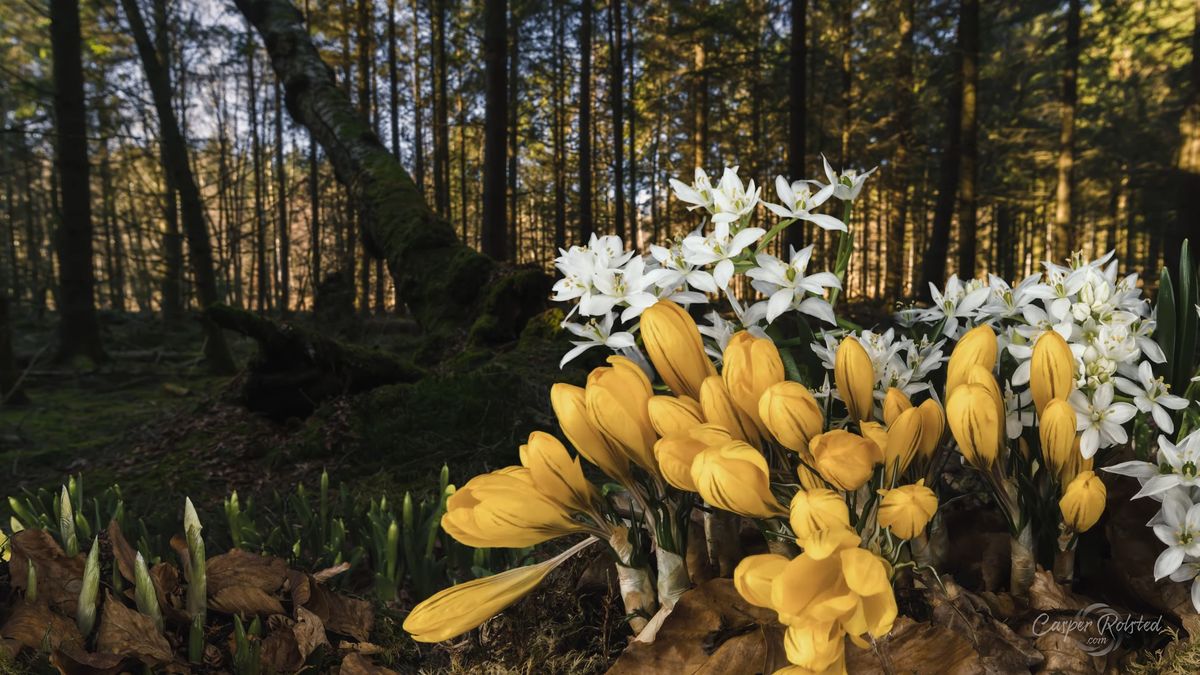 Przepiękny film poklatkowy ukazał zmiany pór roku w Danii. Jest pełny spokoju 1
