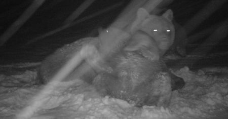 Niespodziewane spotkanie w lesie. Leśniczy ma jedną radę
