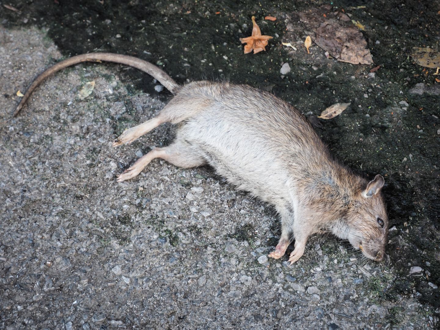 Zbadali martwe szczury. Straszne wieści z Chin