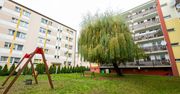 Bydgoszcz: Mieszkańcy bloku na Szwederowie podzieleni w sprawie drzewa. Apele o wycinkę i pozostawienie wierzby