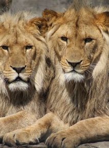 Are most animals gay? Sexual fluidity in nature
