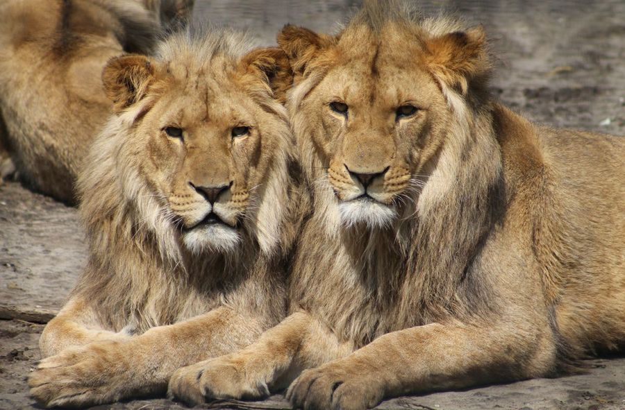 Are most animals gay? Sexual fluidity in nature