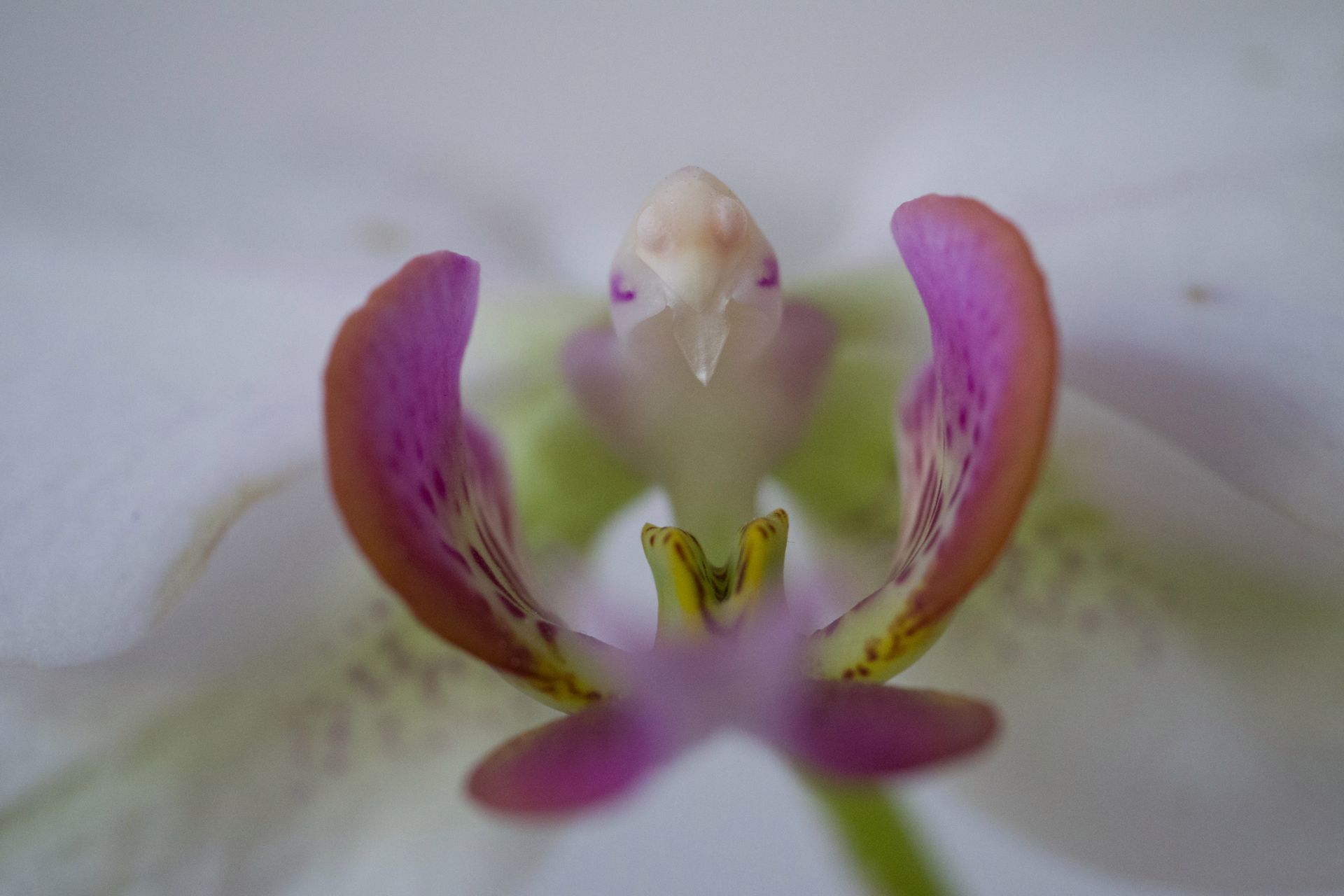 Panasonic Lumix GH4 - zawodowy aparat bez lustra, ale z filmami 4K [test] 33