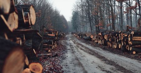 Kluczowa decyzja ws. wycinki lasów. "To pierwszy krok"