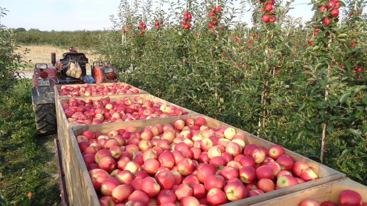 Niskie ceny jabłek przemysłowych. Duży spadek po weekendzie