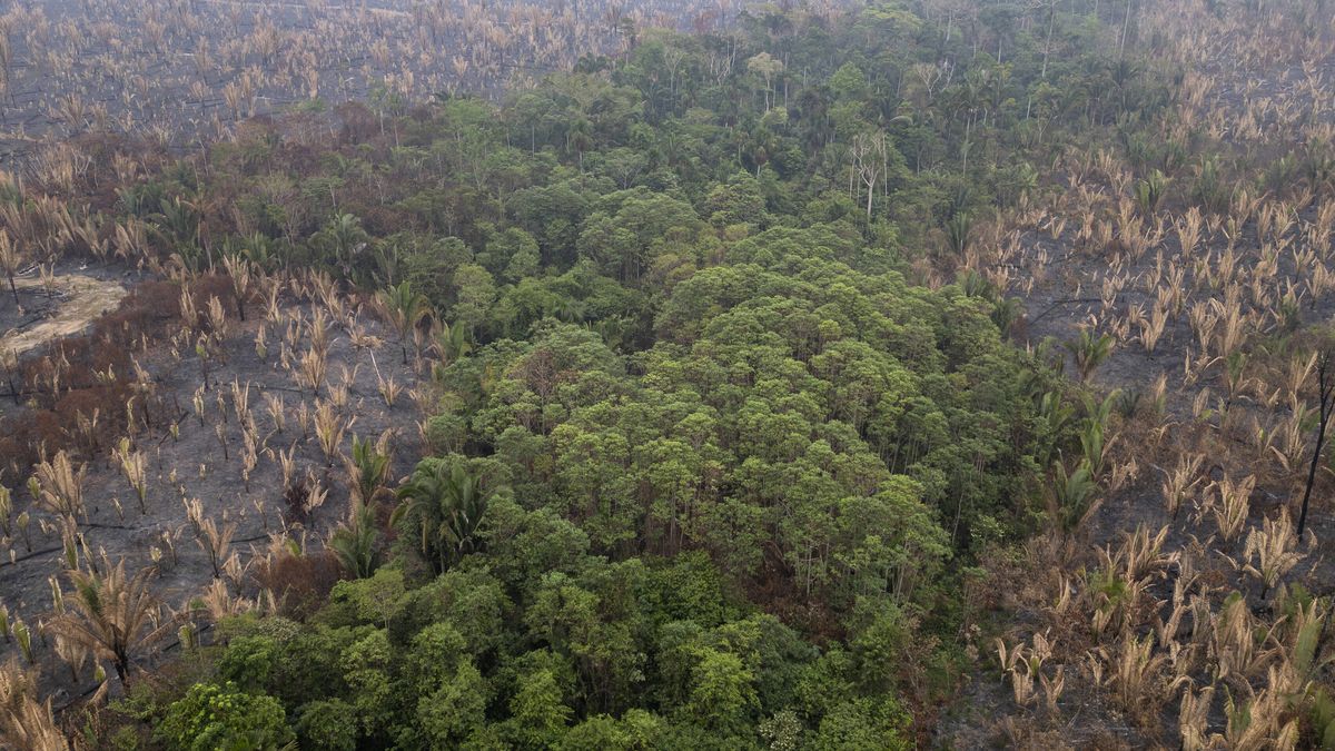 Fire damages Guajará Mirim State Park in Brazil
epa11599483 An aerial photograph shows a section of the Guajará Mirim State Park damaged from fire, in Nova Mamoré, Brazil, 11 September 2024. Wildfires have burned 6,718,025 hectares of the Brazilian Amazon since the beginning of the year, representing 1.6 percent of the biome, according to government data released on September 10.  EPA/Isaac Fontana 
Dostawca: PAP/EPA.
Isaac Fontana
fire, forest, Guajará Mirim