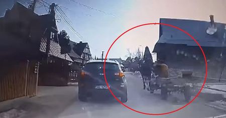 "Zachowanie woźnicy skandaliczne". Koń uderzył w przejeżdżające auto