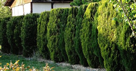 Rozpuść w wodzie i podlej tuje. Przetrwają jesień i zimę