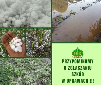 Gradobicie zdewastowało pola na Dolnym Śląsku. Izby apelują o pilne zgłaszanie strat